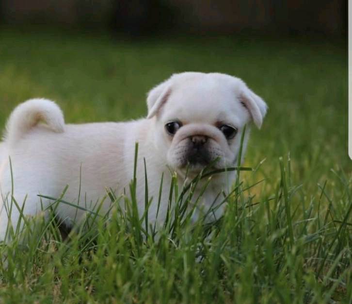 Beautiful white pug puppy in Dundee Gumtree