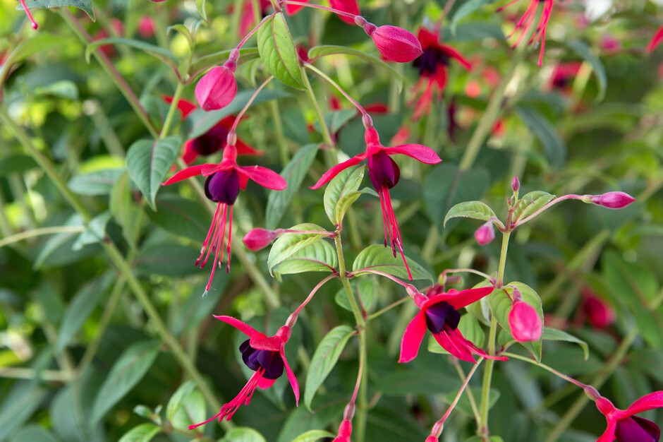 'Lady Boothby climbing fuchsia, in Crook, County Durham Gumtree