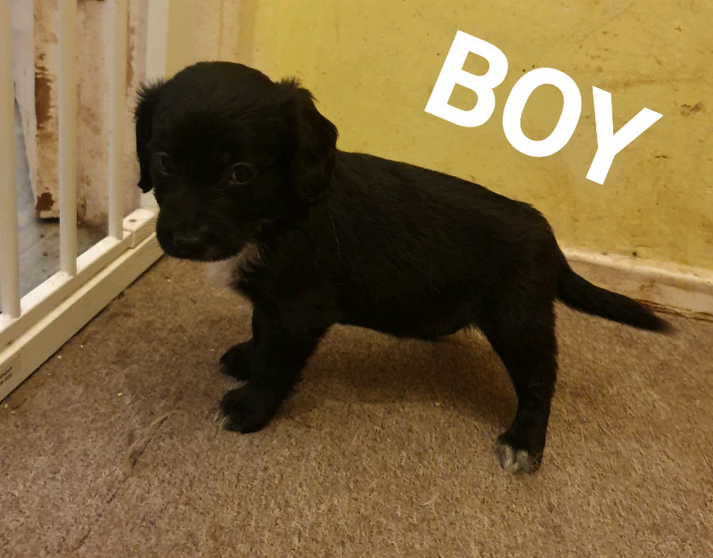 Cocker x border collie puppy in Norwich, Norfolk Gumtree