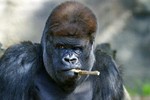 silverback999