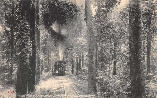 絵画 Forest Hills national_park.jpg