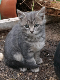 Kittens in Norwich, Norfolk | Cats & Kittens for Sale - Gumtree