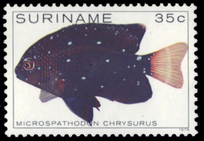 SURINAME 534 (Mi873) - Damselfish ''Microspathodon chrysurus'' (pa83935)