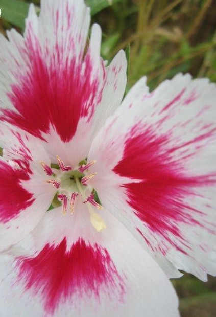 â« Godetia 'Fleur De Satin Rose Bicolore-MarbrÃ©E' â« Graines â« Ornement MellifÃ¨Re