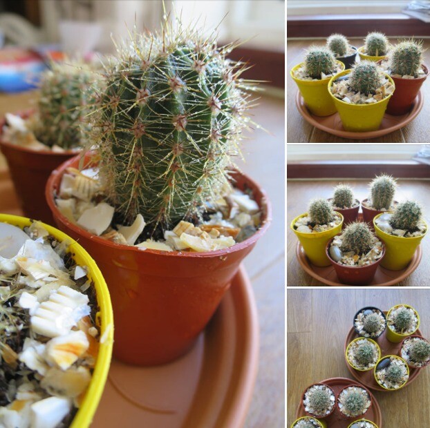 Cactus House plant cacti for sale in Trumpington, Cambridgeshire