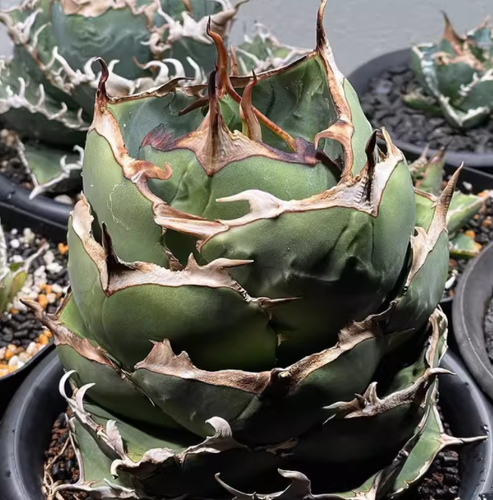 Rarecactus Succulent Plant Agave Titanota Juggernaut Home