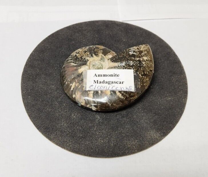 Ammonite Madagascar; Dark Grey Designer Stand