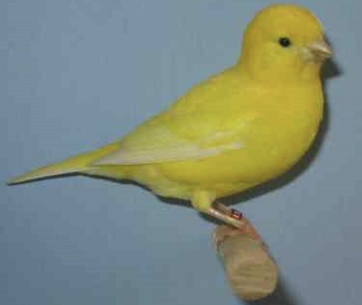 Fife canaries for sale in Irvine, North Ayrshire Gumtree