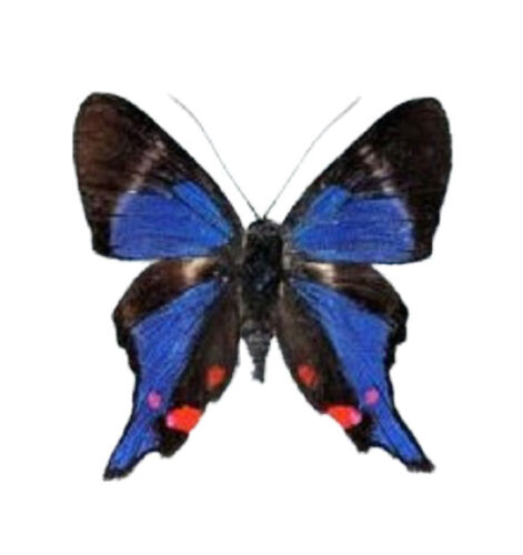 Rhetus periander ONE REAL WHITE BLUE PERU BUTTERFLY UNMOUNTED WINGS CLOSED