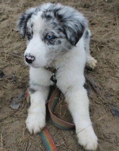 WANTED: Blue Merle / Red Merle MALE border collie puppy ...