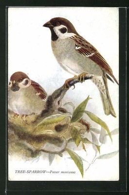 Kleiderhaken rot//weiß 2er Set Qualy Wandhaken mit Vogel Sparrow auf Ast