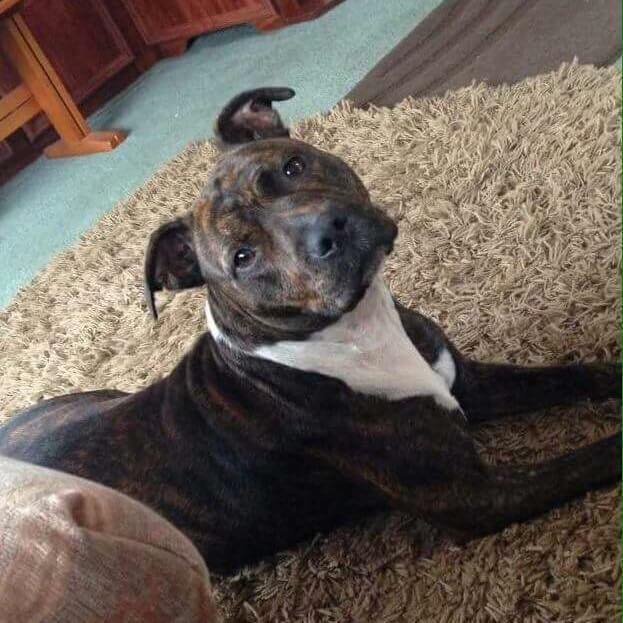 for sale Staffordshire Bull Terriers cross Rottweiler in