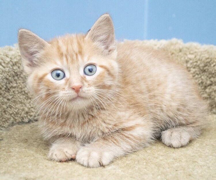 Ginger kittens in Whitwick, Leicestershire Gumtree