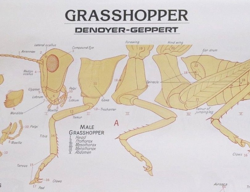 Vintage Denoyer - Geppert Biology Wall Chart #1886 - Grasshopper