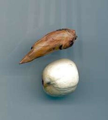 Adam and Eve Root One Pair