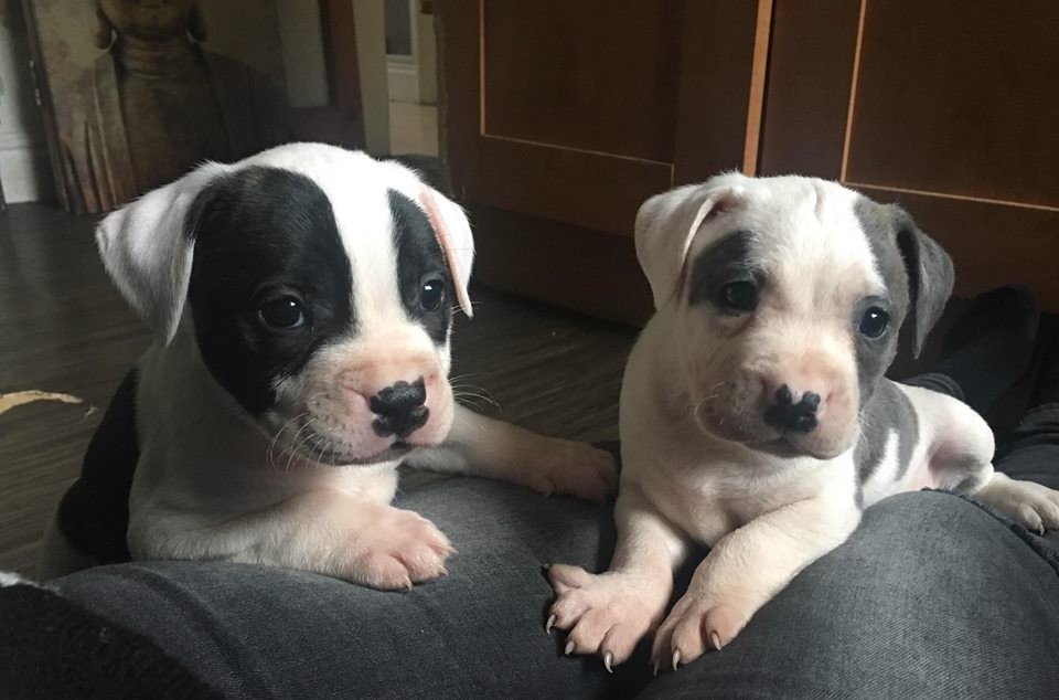 Two STAFFIE puppies for sale. in Bradford, West Yorkshire Gumtree