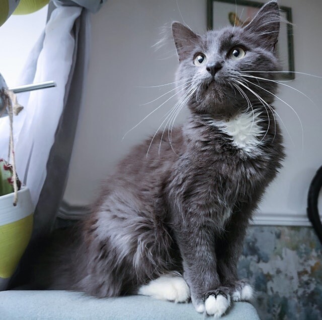 Blue Maine Coon Female Kitten Super FRIENDLY looking for a LOVING home