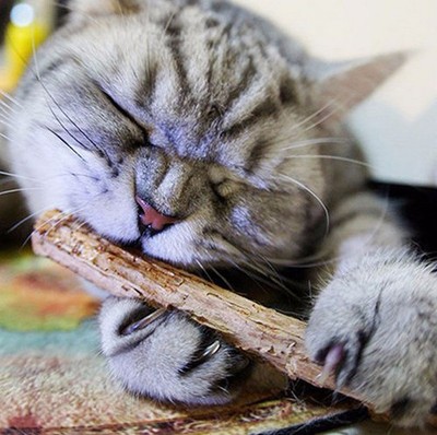 2PCS Pet Cat Kitten Chew Stick Toy Catnip Molar Scratch Toys Teeth Cleaning TC