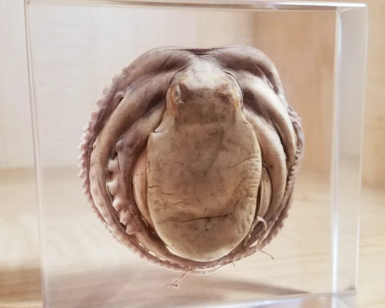 Large Octopus in Resin, Oddities, Curiosities, Octopus Vulgaris