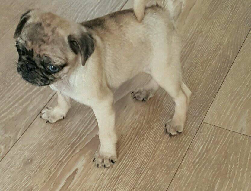 Fawn merle pug girl puppy in Paisley, Renfrewshire Gumtree