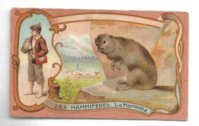 La Marmotte - - Les Mammifères - Chromo Guérin-Boutron - Trade card