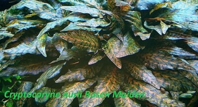Live Aquarium Plants - Rare cryptocorynes *BUY 2 Get 1 FREE *