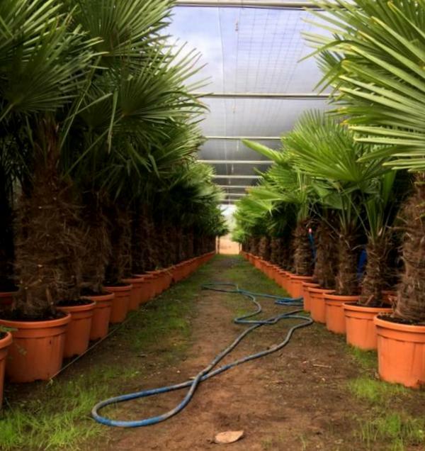 Hanfpalme 170cm Trachycarpus fortunei  winterharte Palme -17°C  Stamm 30/40 cm