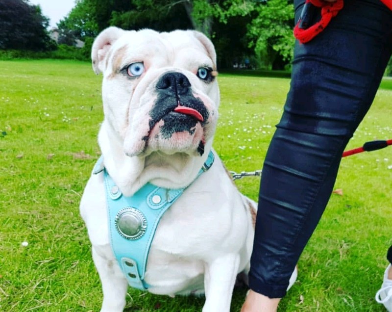 Bulldog in Hull, East Yorkshire Gumtree