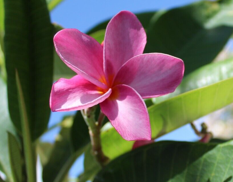 plumeria ページ s-l1200.jpg