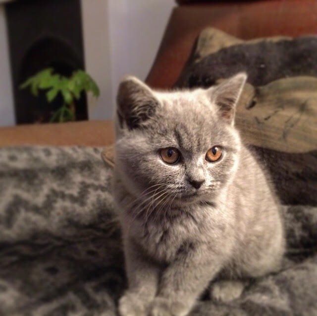 Gorgeous Female British Shorthair Kitten For Sale In London In