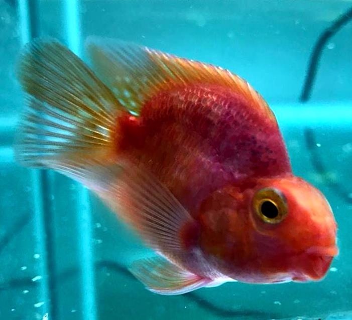 Parrot Fish 22.5" Purple Parrot Blood Red Parrot Cichlid Jelly