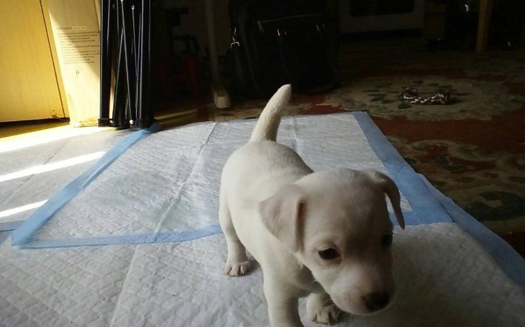 pure white miniature jack russell puppy in Creswell, Nottinghamshire