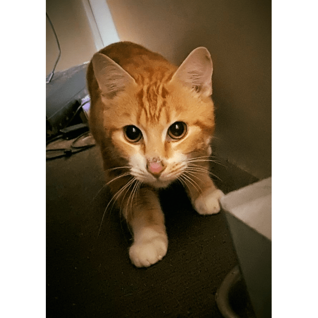 Ocean Rescue Kitten Nc0769 Vetted And Ready To Go Cats Kittens Gumtree Australia Cambridge Area City Beach 1254586824