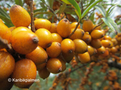 Hippophae rhamnoides - Sanddorn - winterharte Pflanze 70-100cm - Fasanenbeere