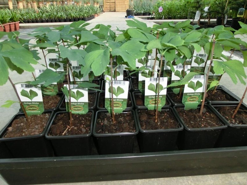 Ginkgo Biloba - Ginkgo Baum - Pflanze 20-40cm - Winterhart