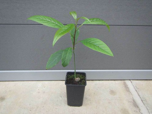 Persea americana 'Hass' - Avocado - winterharte Pflanze 20-40cm große Früchte