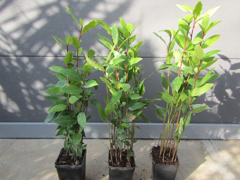 Laurus Nobilis - GewÃ¼Rzlorbeer - Echter Lorbeer â Pflanze 20-40cm - Frosthart