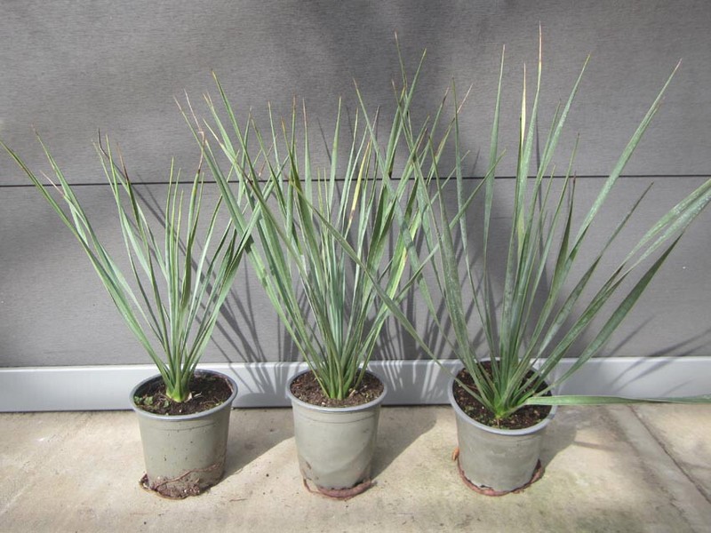 Yucca Rostrata - Winterharte Pflanze 35-45cm - Bis -23Â°C