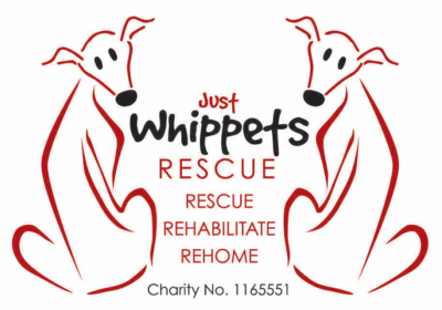 Whippet for rehoming 2025