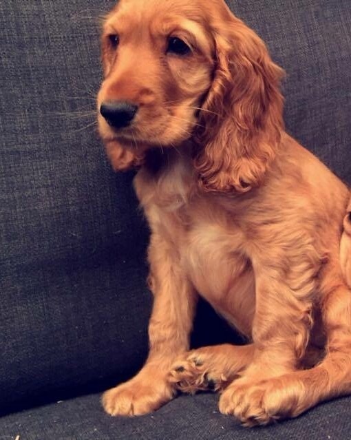 Red show type cocker spaniels puppies in Atherstone, Warwickshire