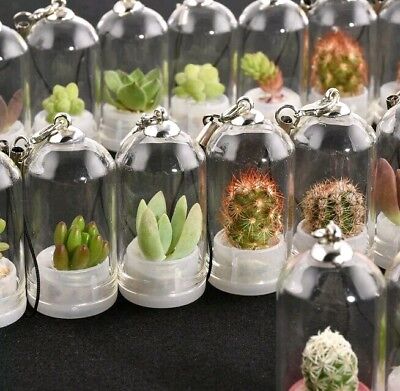 1Pc. RANDOM LIVE WEARABLE CACTUS~Cute Cacti JEWELRY Pendant W/Necklace US SELLER