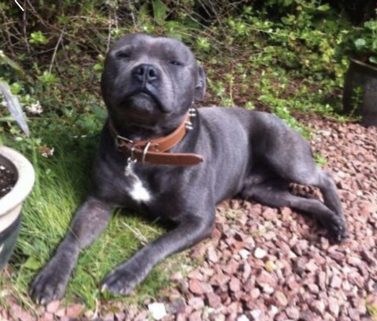 Blue staffy puppies in Newcastle, Tyne and Wear Gumtree
