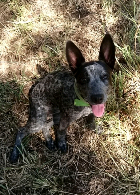 Stumpy Tail Cattle Dog | Dogs & Puppies | Gumtree ...