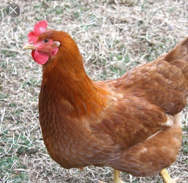 Egg laying chickens for sale. in Yardley, West Midlands Gumtree
