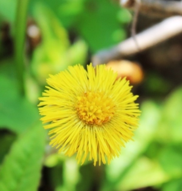 Huflattich Heilpflanze Heilkraut Tussilago farfara Wildkräuter Tee Staude 100 Sa