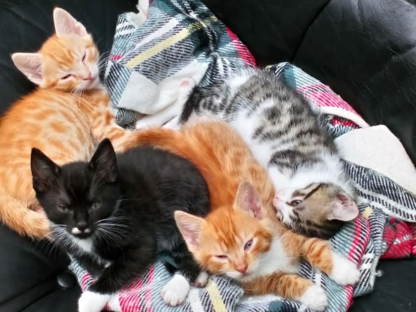 bengal-cross-kittens-for-sale-2-x-ginger-1-x-black-in-frome