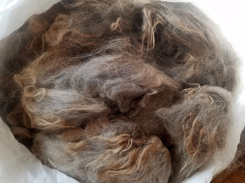 Raw Llama LAMA Wool Fiber Fleece Gray Tan 1.0 lbs