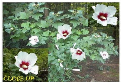 WHITE WITH CHERRY CENTER ROSE OF SHARON BUSH SHRUB 100 + Seeds  USA Home Grown