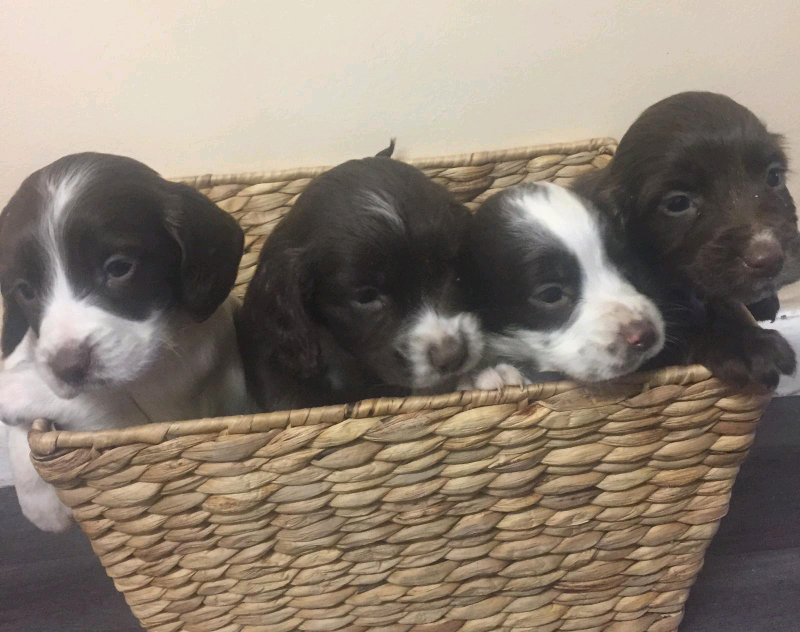 Border Collie Puppies For Sale In Bournemouth Dorset Gumtree