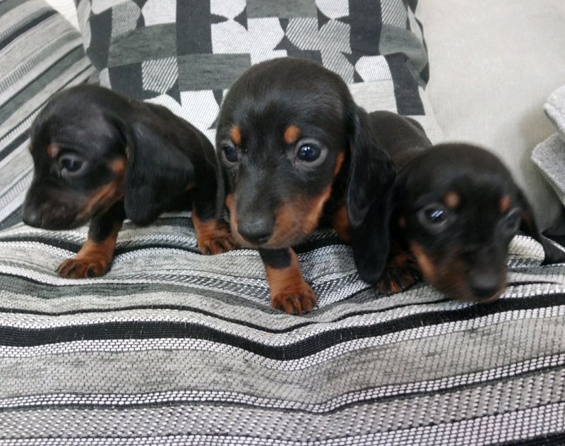 Miniature Dachshund Puppies For Sale In Harrow London Gumtree